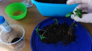 Добавьте СУХОЙ ГОРОХ при пикировке  рассады томатов! Супер способ подкормки!