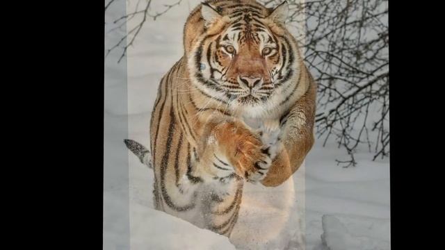 Эти прекрасные животные. Слайд-шоу из фото. смотреть онлайн