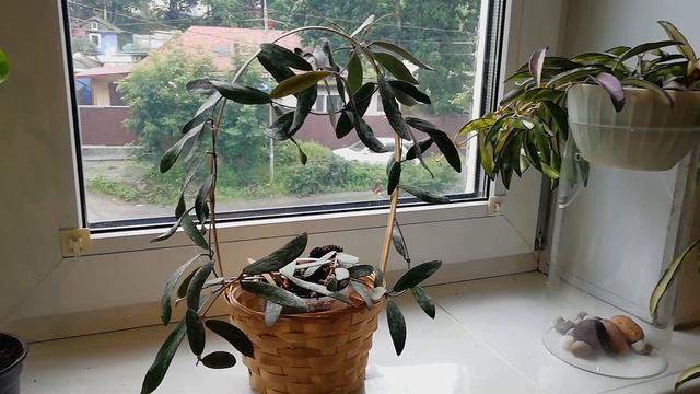 Хойи кентиана вариегатная и сигилатис. Сюрприз. смотреть онлайн