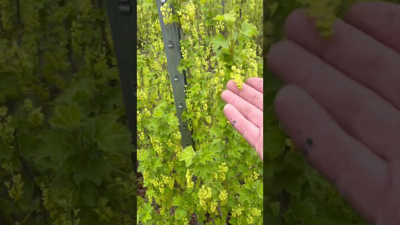 Redcurrant. Красная смородина. #agriculture смотреть онлайн