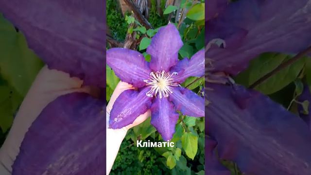 Мої садові улюбленці - кліматіси. #цветы #климатис #лето2022 #украина смотреть онлайн