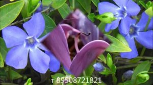 лечение рака  парализации  \ асд2\