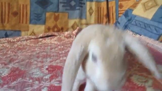 Карликовые кролики.Питомник ЛАРСиК смотреть онлайн