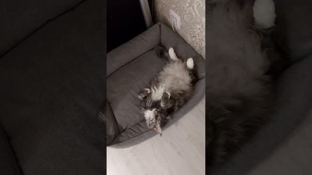 Мейн-кун по кличке Степан 3 года 10.5 кг смотреть онлайн