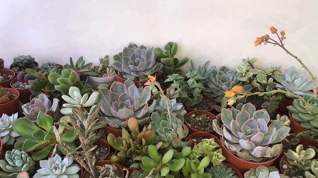 Продажа суккулентов. Новинки: Италия, Голландия. Отправка почтой