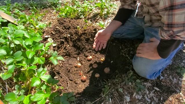 How to Plant Gladiolus Bulbs ?? смотреть онлайн