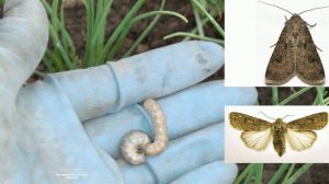 КА БОРОТЬСЯ  С  ОЧЕНЬ ОПАСНЫМ  ВРЕДИТЕЛЕМ РАСТЕНИЙ  С ПОДГРЫЗАЮЩЕЙ  СОВКОЙ