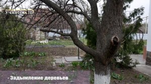 РАНО ЦВЕТЕТ АБРИКОС - Как Уберечь Цветущий Абрикос от Заморозков - Как Замедлить Цветение Абрикоса