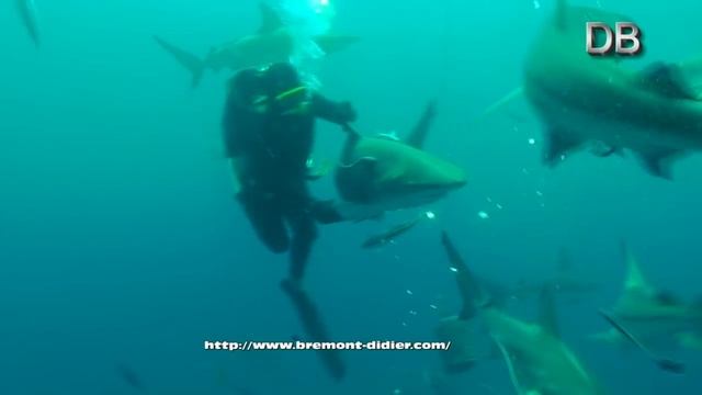 Requin tigre- Requin bordé - Carcharhinus limbatus - Galeocerdo cuvier - Tiger shark - смотреть онлайн