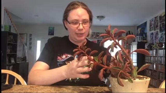 S&S& The Subterfuge of Peperomia Graveolens смотреть онлайн