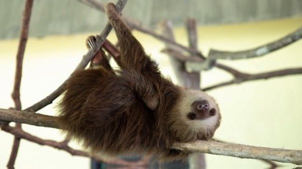 10 Most Friendliest Wild Animals In The World