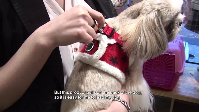 PUPPIA on Arirang TV channel смотреть онлайн