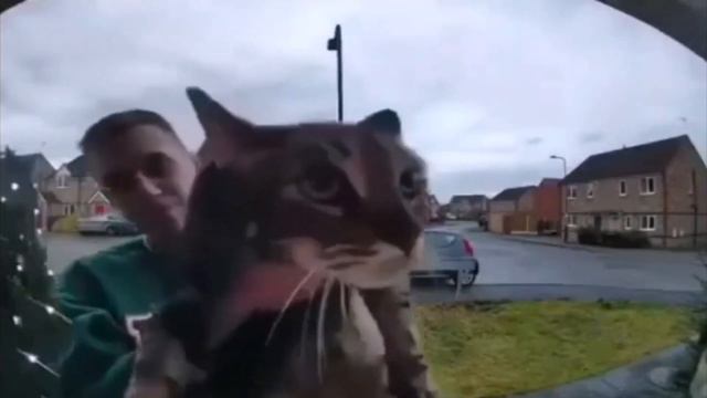 мяу #пон #fyr #memes (кот мяукает в камеру мем) смотреть онлайн