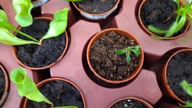 Самые разные комнатные растения на выставке .Краснодар . смотреть онлайн