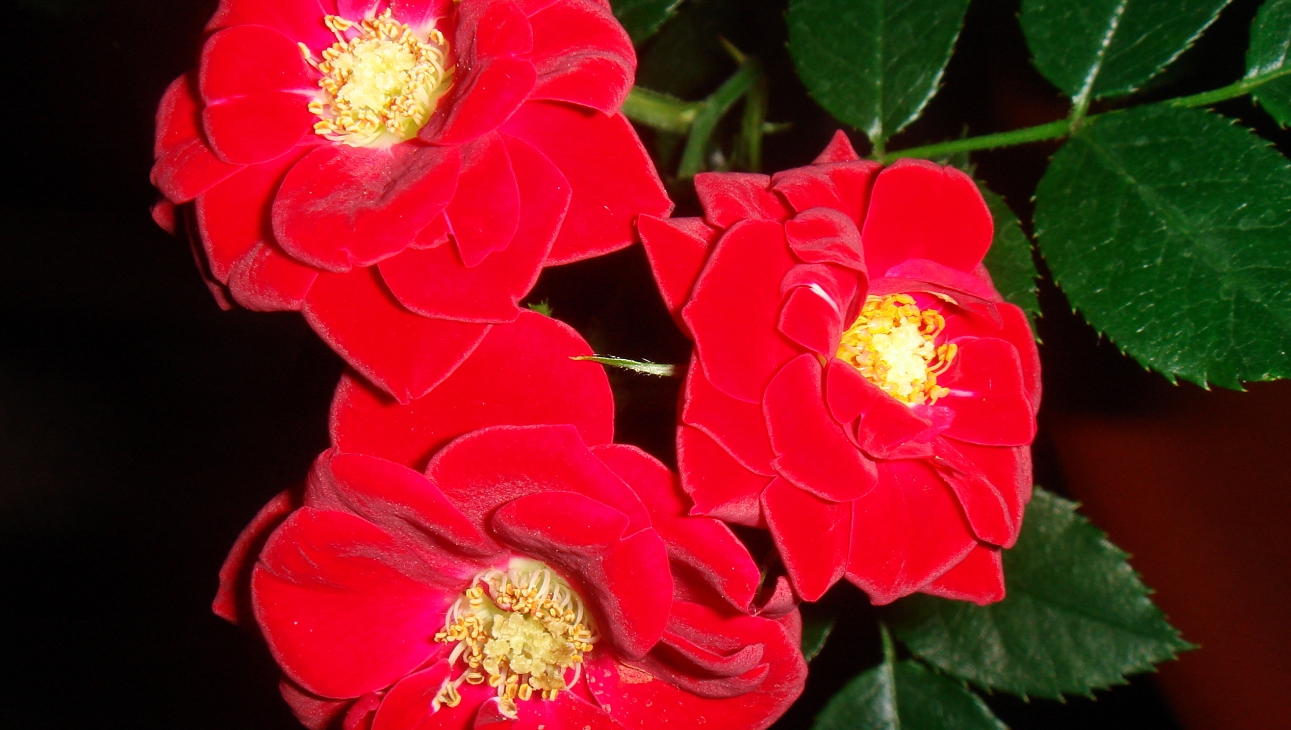 Амурские  волны 2024