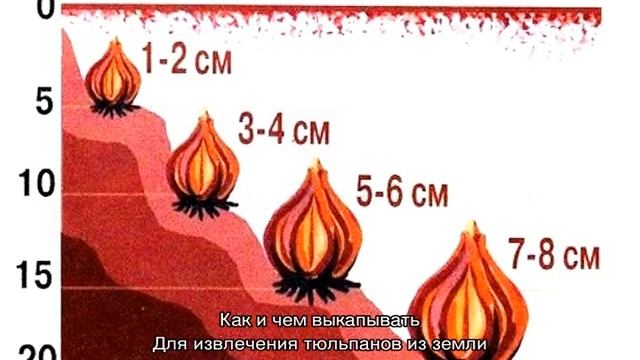 Когда выкапывать тюльпаны смотреть онлайн