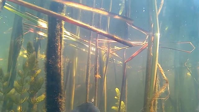 Подводная охота на Днепре,лето 2021 смотреть онлайн