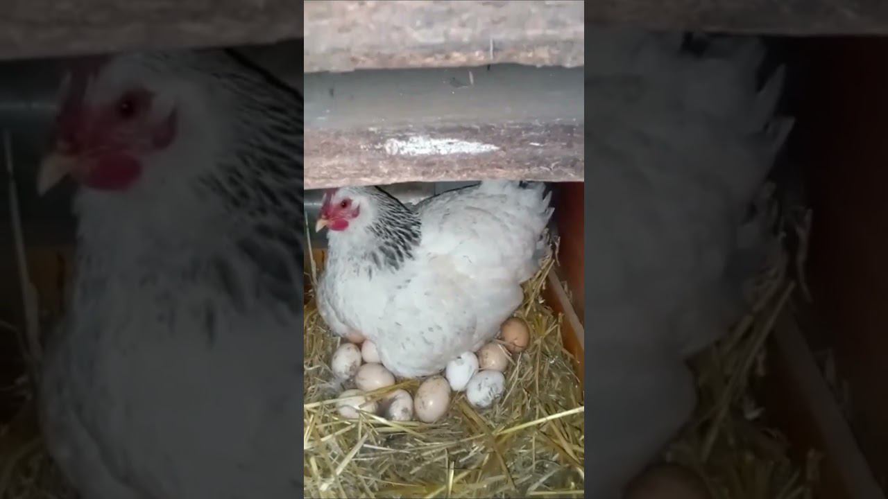 Наседка с чужими яйцами#shortvideo #shorts #S смотреть онлайн