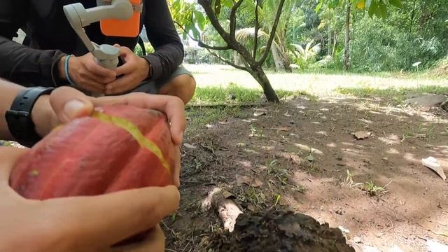 КАКАО ПЛАНТАЦИЯ: где растут какао бобы и как получается шоколад смотреть онлайн