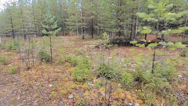 Не удачный металлокоп. Куча проблем. смотреть онлайн