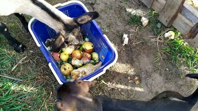 КОЗЛЯТАМ ПОЛ ГОДА.КОРМЛЕНИЕ КОЗ ОСЕНЬЮ смотреть онлайн