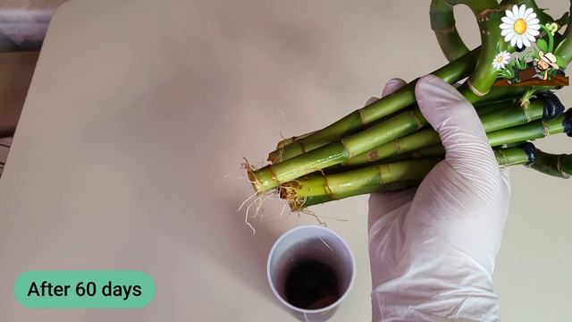 افضل شمع لتشميع عصا موسى _ طريقة اكثار عصا موسى _ How To Propagate Bamboo From Cuttings