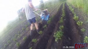 Окучивание на 2 фрезах Нева МБ23 - ЛЕГКО!!!