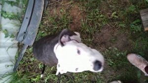 Как снять и установить руль на приору с подушкой безопасности