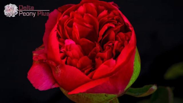 Command Performance смотреть онлайн