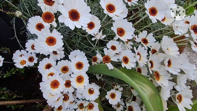 Rhodanthemum Casablanca plant care in the uk/Silgy's Rose Garden / malayalam garden UK смотреть онлайн