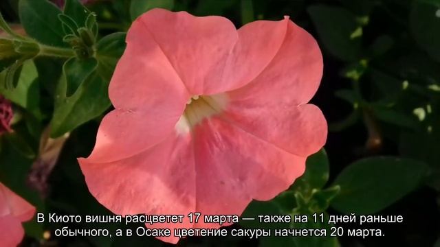 Цветение сакуры в Японии в этом году начнется на 10 дней раньше обычного