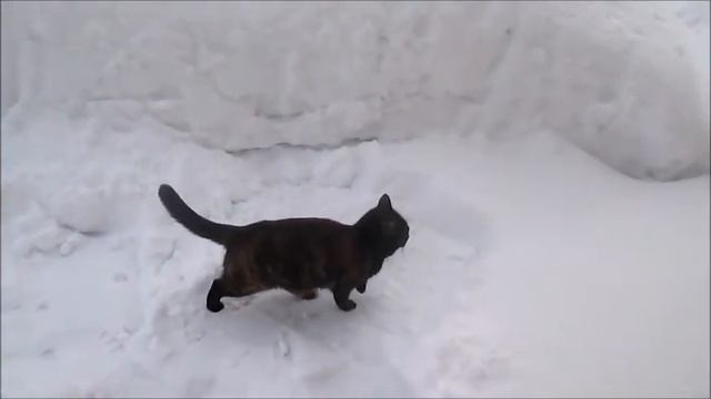 Кошки на даче. Сугроболазка. смотреть онлайн