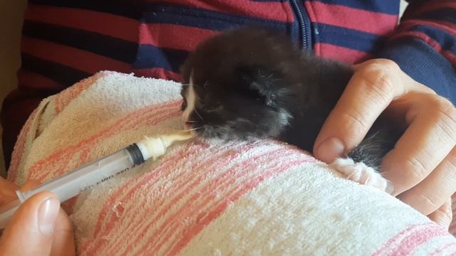 Как накормить котенка смотреть онлайн