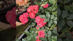 Роза Rosige Landdrostei