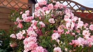 Розы: Гирлянд де амур, Букет парфе, Джон Дэвис.