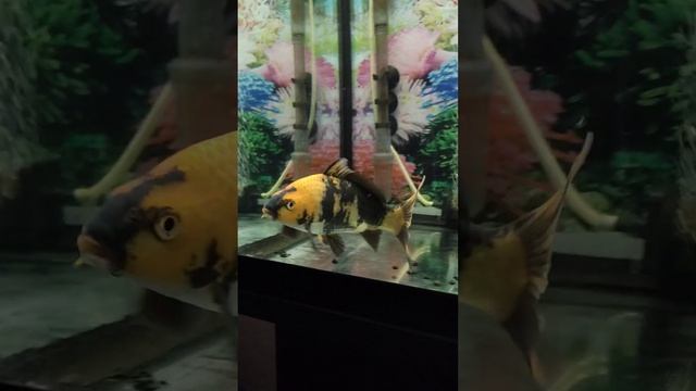 Динамика роста карпа Кои. смотреть онлайн