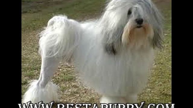 Характер и выбор маленькой собаки (или почему маленькие (декоративные) собаки кусаются) смотреть онлайн