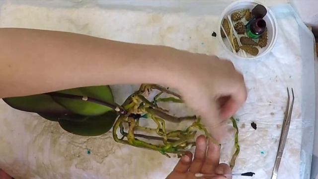 56#34 / Хобби-Цветы / ПЕРЕСАДИЛИ ОРХИДЕЮ KANSAS CITY В ЗС смотреть онлайн