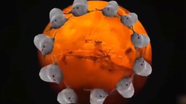 тюлени захватили весь мир