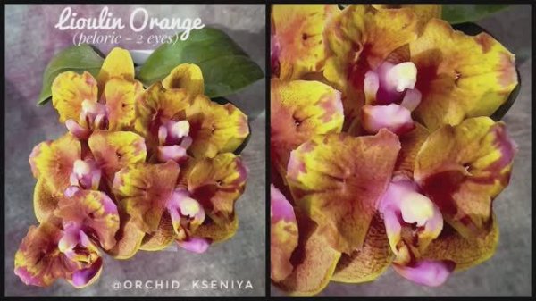 Phal. Lioulin Orange (peloric - 2 eyes) ?Первое цветение азиатской рыжей орхидеи от Miki orchids