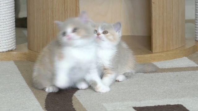 Британские котята в возрасте 7 недель (Litter-Z2)