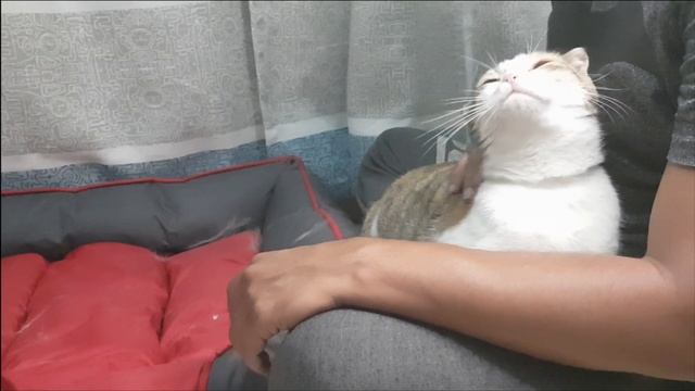 She came back ANGRY, FURIOUS and PREGNANT - Rescue Cat смотреть онлайн