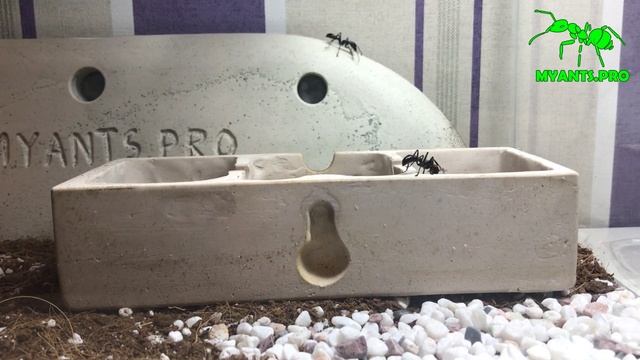 Переселение Paraponera clavata (Муравьев Пуль) смотреть онлайн