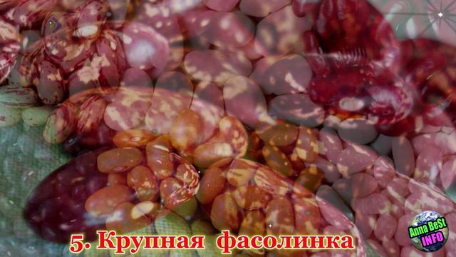 Положите в свой кошелёк жёлудь и фасоль, чтобы притянуть финансовое благополучие. смотреть онлайн