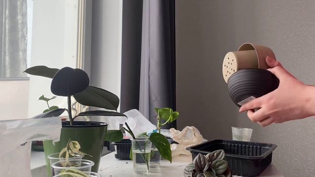 Пересадка новых растений|Состав грунта|Какой горшок выбрать| Фикус, пеперомия и алоэ смотреть онлайн