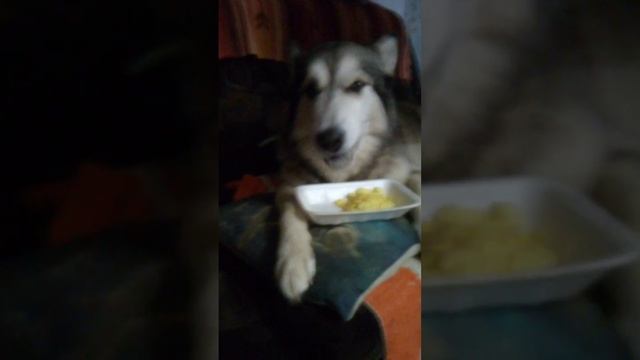 Вкусные кукурузные хлопья. смотреть онлайн