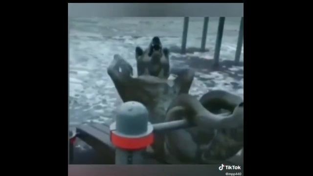 Цитаты волков смотреть онлайн