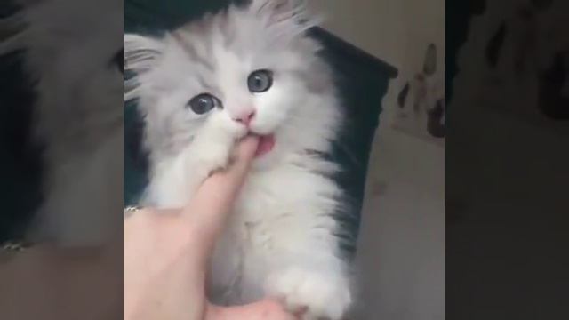 Прекрасный котёнок превратился в кота-красавца смотреть онлайн