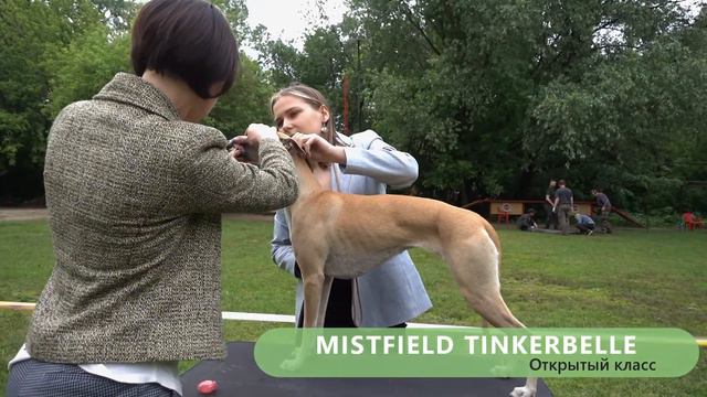 Монопородная выставка Уиппет, (Мир Борзых). 05.06.2021. Россия, Москва. Часть 2. смотреть онлайн