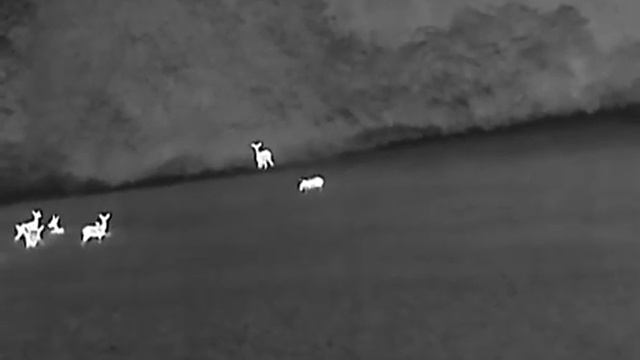 Termovize Hikmicro lynx LH 25 pro смотреть онлайн